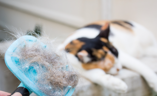Kit for cleaning cat fur